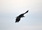 Monniksgier (cinereous vulture) Aegypius monachus - Orkhon Falls 16-08-2016 (2)